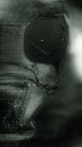 underground_crawler_bug underground_crawler_bug